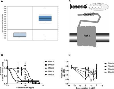A Novel Compound Targeting Protease Receptor 1 Activators for the Treatment of Glioblastoma